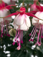 Fuchsia Patio Princess